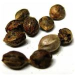 Семена марихуаны АК-47  (Seeds AK-47) в Городце